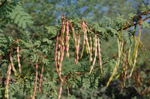 Acacia Constricta Tree Seeds - White Thorn Whitethorn - Drought-Tolerant Native Plant Seeds for Xeriscaping and Wildlife