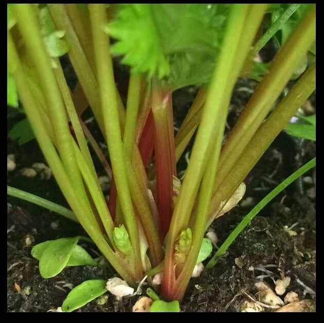 Organic Red Celery Seeds Bulk – Redpar Cutting Variety – Non-GMO Apium graveolens seeds for home gardening