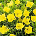 Missouri Yellow Primrose Seeds - Oenothera macrocarpa - Perennial Flower Seeds for Garden, 50-1000 Pack