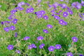 Brookside Geranium Seeds - Pelargonium x hortorum - 25+ Premium Seeds for Garden Beds & Containers