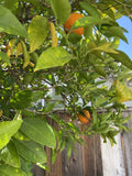 Washington Navel Orange Cuttings - 6 Un-rooted Citrus sinensis Plants