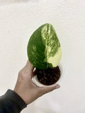 Variegated Scindapsus Jade Satin Aurea Rooted Indoor Plant with Multiple Nodes