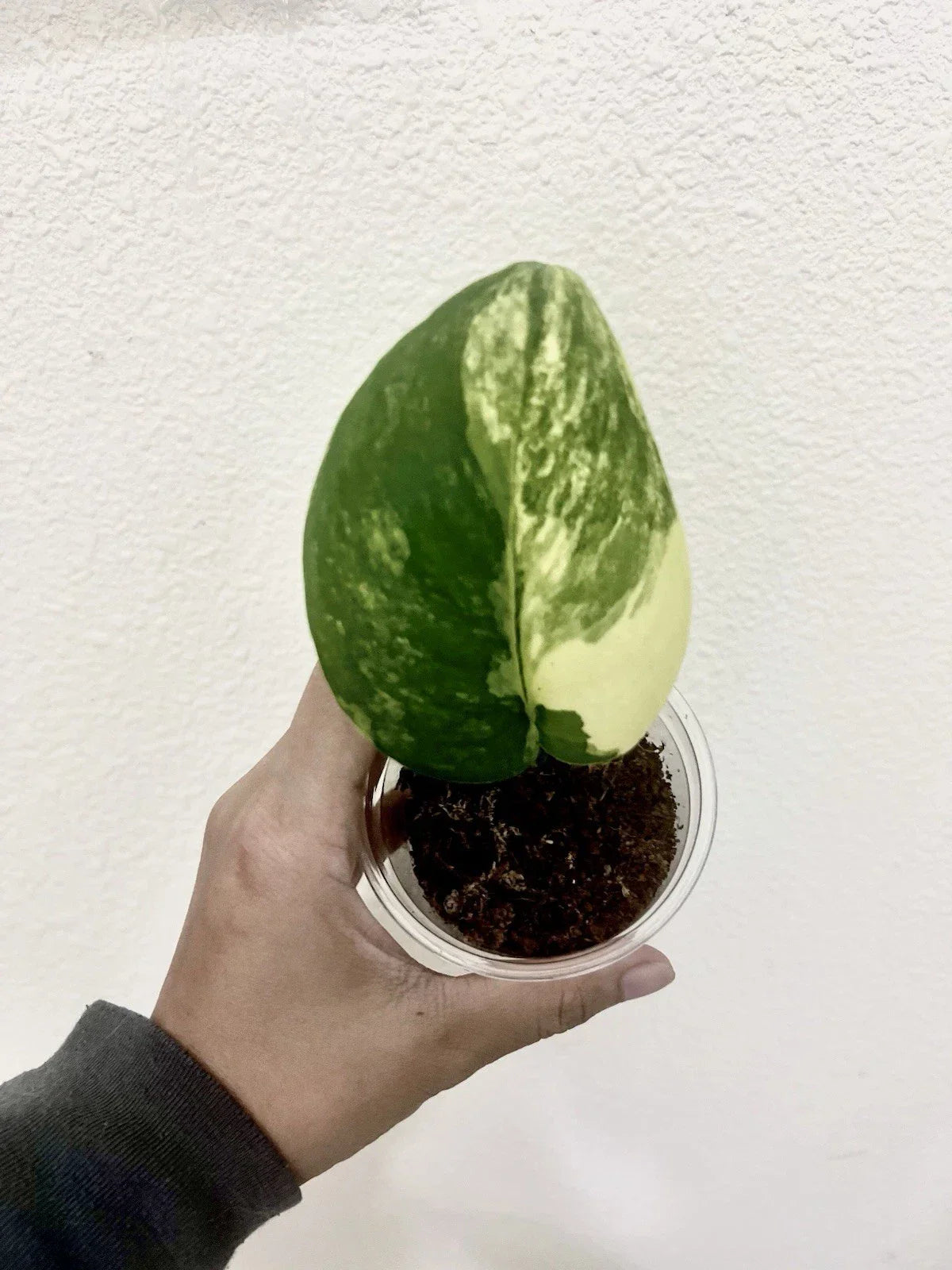 Variegated Scindapsus Jade Satin Aurea Rooted Indoor Plant with Multiple Nodes