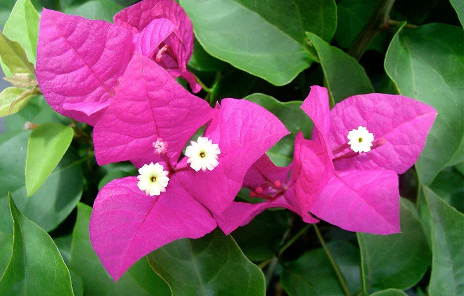 Live Bougainvillea Starter Plant - Miami Pink - Well Rooted, Climbing Bougainvillea glabra for Gardens, Containers & Hanging Baskets