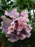 Double Pink Gray Hibiscus Seeds - Perennial Flower Seeds for Gardens, Borders & Containers - Hibiscus rosa-sinensis