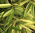 Shiroshima Japanese Bamboo Plant - Variegated Organic Potted Phyllostachys aureosulcata