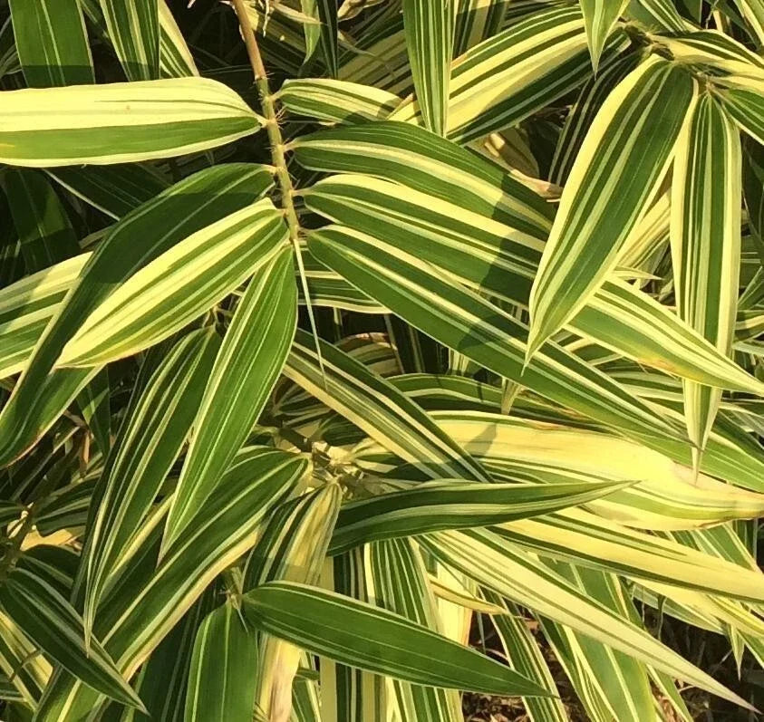 Shiroshima Japanese Bamboo Plant - Variegated Organic Potted Phyllostachys aureosulcata
