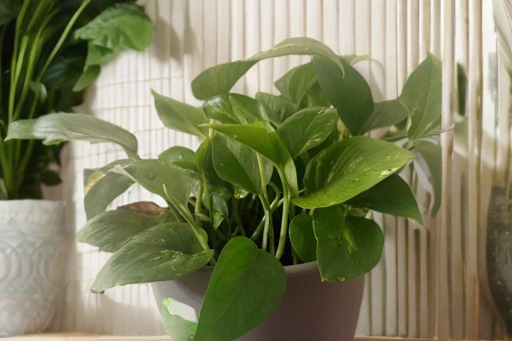 Golden Pothos Cuttings 5 Rooted Live Indoor Houseplant Epipremnum aureum, Easy to Grow, Air-Purifying, Vining