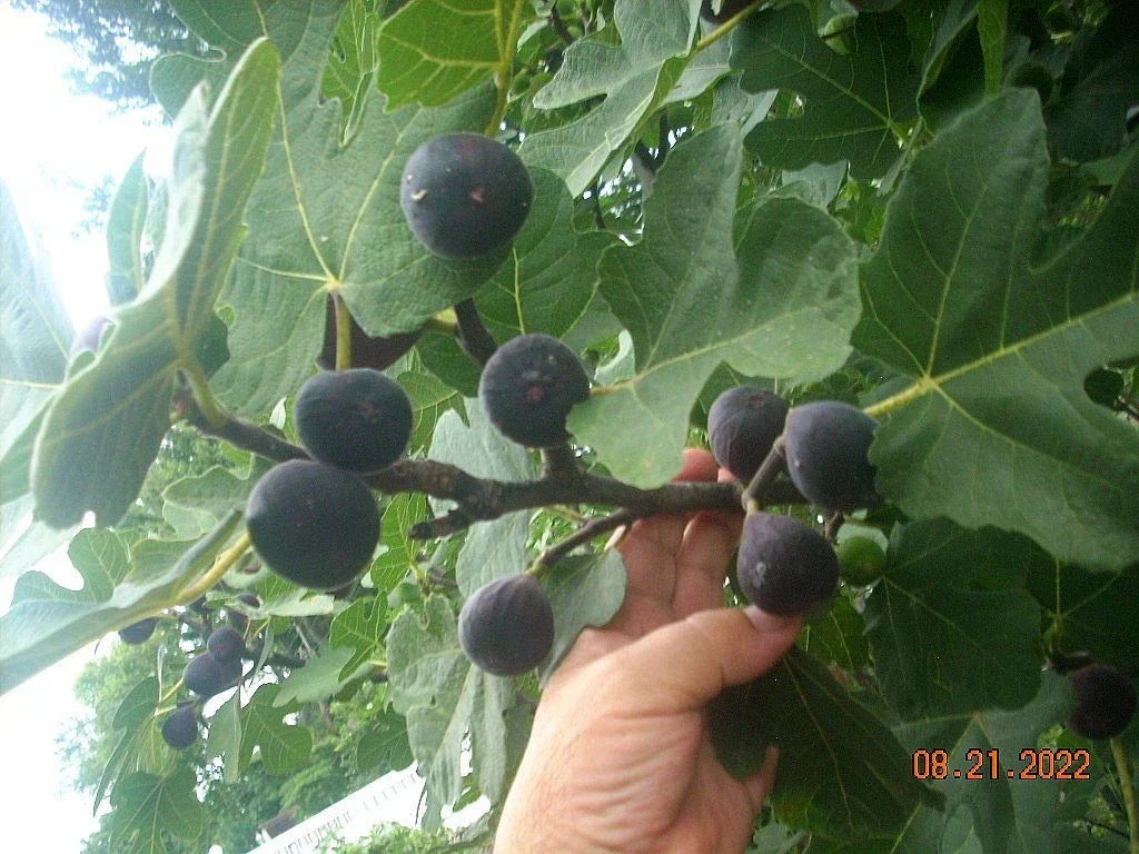 Fig Tree Cuttings Set of 6 – Takoma Violet Ficus carica for Home Garden & Container Growing