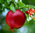 Pomegranate Fruit Tree Seedling 2ft, Bright Red Fruit, Orange Flowers, Butterfly & Hummingbird Attractant, Punica Granatum