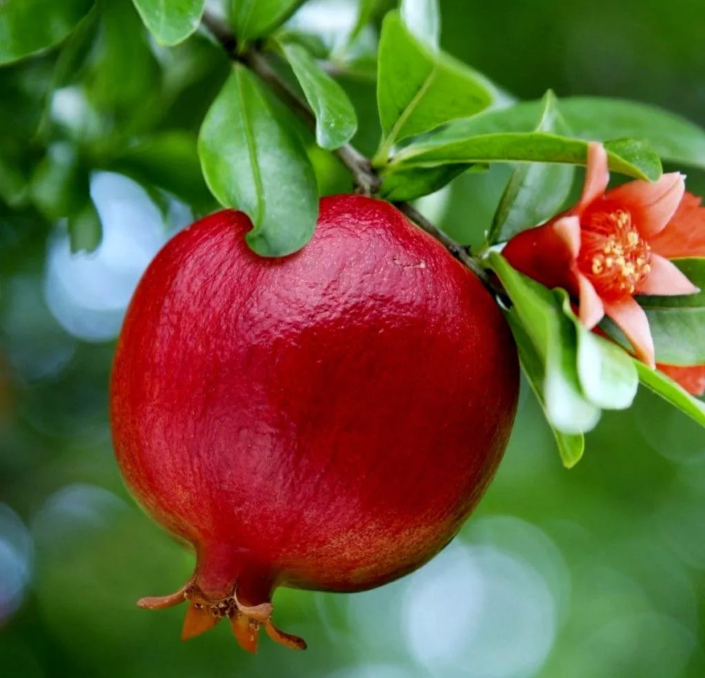 Pomegranate Fruit Tree Seedling 2ft, Bright Red Fruit, Orange Flowers, Butterfly & Hummingbird Attractant, Punica Granatum