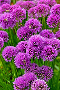 Allium Millennium Seeds - 200 Lavender Flowers, Hardy Ornamental Onion, Perennial Garden Plant, Pollinator Friendly