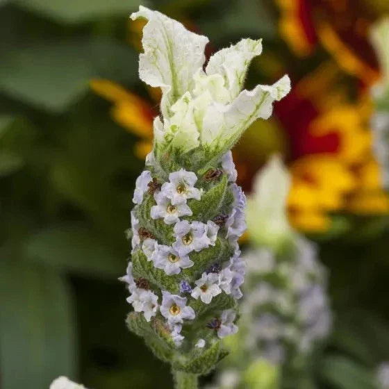 Lavandula Javelin Forte White Live Plants - 30 Count Aromatic Lavender for Gardens