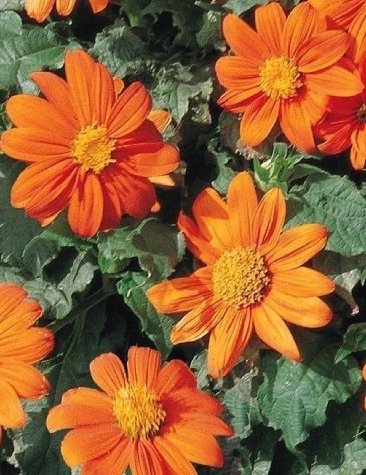 Mexican Sunflower Seeds Pack - Bright Orange Blooms - Tithonia rotundifolia - Over 80 Seeds for Garden Beds & Containers