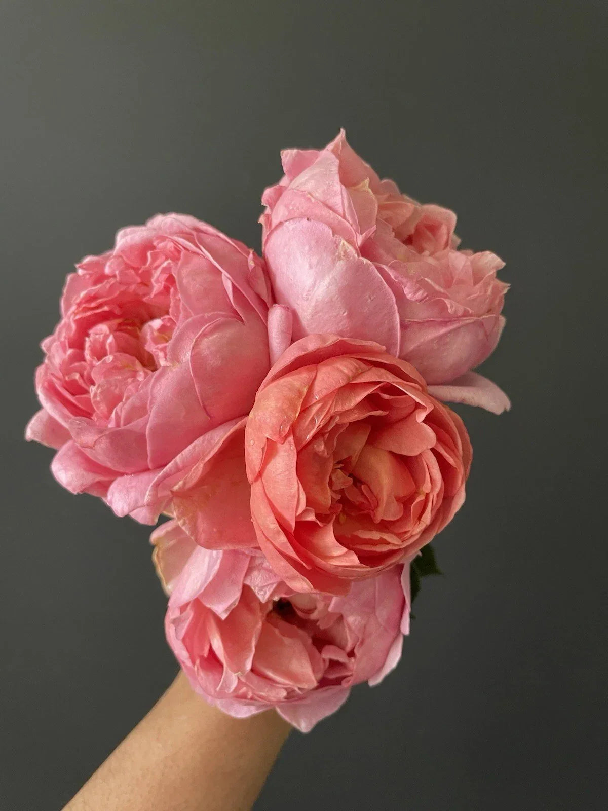 Sweet Mademoiselle Rose Plant Cuttings - Unrooted 6" Long, Fragrant Rosa 'Sweet Mademoiselle' for Propagation