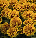 Little Hero Fire Marigold Seeds - 25+ Tagetes erecta Garden Seeds for Borders, Containers, Full Sun, USA