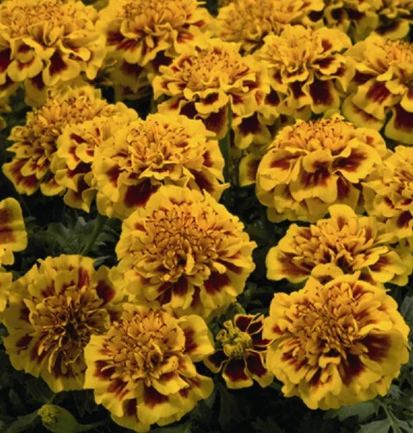 Little Hero Fire Marigold Seeds - 25+ Tagetes erecta Garden Seeds for Borders, Containers, Full Sun, USA