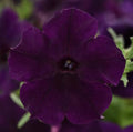 Petunia Easy Wave Navy Velour Live Annual Plants, 10 Baby Plugs, Dark Purple-Black Flowers, Petunia × hybrida