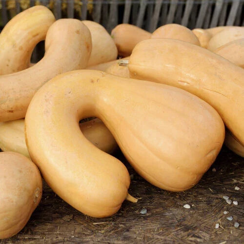 Tahitian Butternut Squash Seeds – Heirloom Cucurbita moschata, 25+ Pack for Home Garden Planting, USA Grown