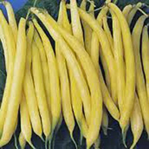 Golden Wax Bean Seeds – Non-GMO Bush Bean Seeds for Organic Gardening, Phaseolus vulgaris, 500+ Seeds