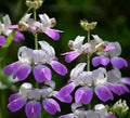 Chinese Houses Flower Seeds - 1000+ Annual Garden Seeds for Bees & Butterflies - Collinsia heterophylla
