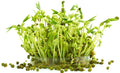 Mung Bean Sprout Seeds - 100 Count - Grow Tasty Sprouts - Vigna radiata - Indoor Gardening
