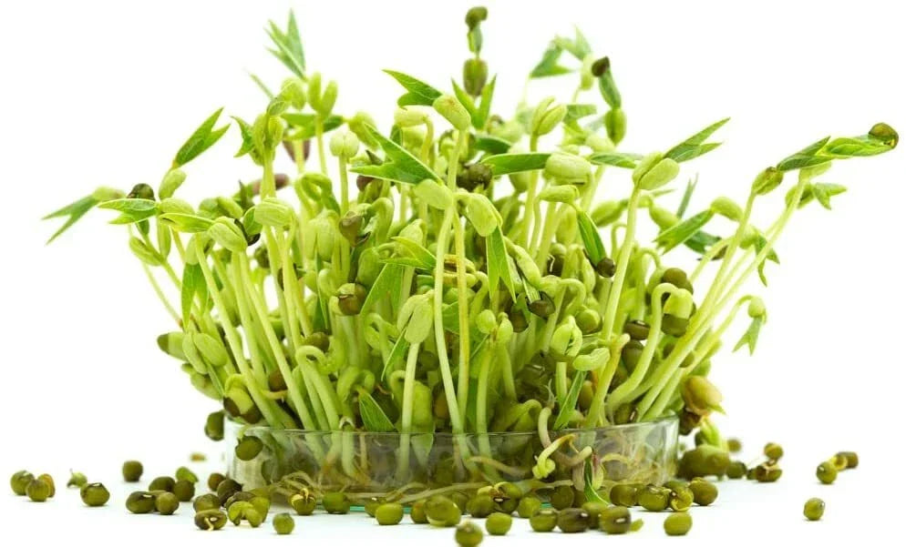 Mung Bean Sprout Seeds - 100 Count - Grow Tasty Sprouts - Vigna radiata - Indoor Gardening