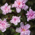 Portulaca Grandiflora Live Plants - Seaglass Double Pink Moss Rose Well-Rooted Plug for Sunny Gardens