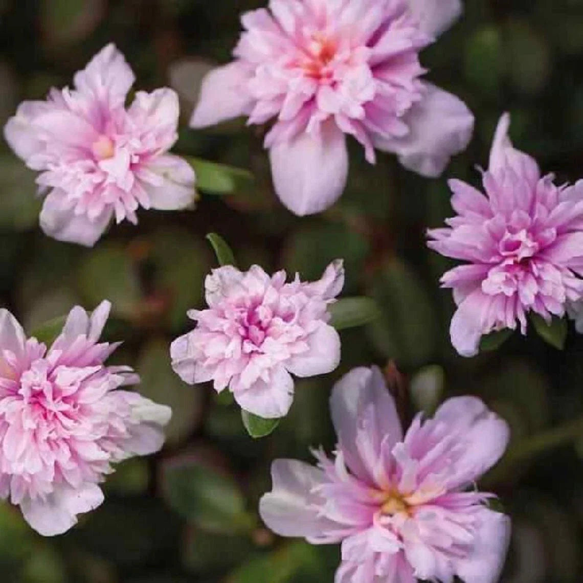 Portulaca Grandiflora Live Plants - Seaglass Double Pink Moss Rose Well-Rooted Plug for Sunny Gardens