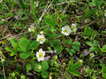 Wild Strawberry Plants - Bare Root 20 Count - Edible Perennial Fragaria virginiana for Garden Beds & Containers
