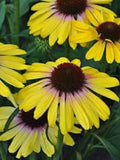 Yellow Rainbo Coneflower Seeds - Echinacea purpurea Perennial Flower Seeds, Bright Yellow, 50 Seeds, Butterfly & Bee Attractant