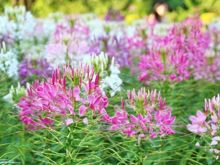 Spider Flower Seeds - 300+ Cleome Spinosa Annual Pink & White Blooms for Pollinator Gardens, Easy to Grow, Non-GMO, Ships from NY
