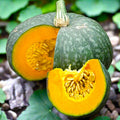 Kabocha Seeds | Japanese Pumpkin Squash | Green Gourd | Cucurbita maxima | Organic Non-GMO Pack of 10