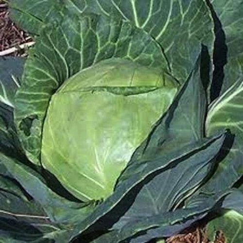 Late Flat Dutch Cabbage Seeds - 200+ Heirloom Non-GMO Brassica oleracea Vegetable Seeds