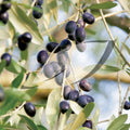 Olive Tree Seeds - Olea Europaea - 15 Pack for Gardening, Ornamental & Edible Plants, Ships Free