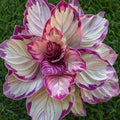 Velvet Flame Calathea Seeds - 25+ Premium Seeds for Indoor & Outdoor Gardening - Calathea 'Velvet Flame' - Non-GMO