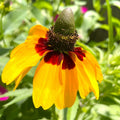 Clasping Coneflower Seeds - Yellow Dracopis Rudbeckia - Perennial Plant for Gardens & Pollinators, 2025 Planting