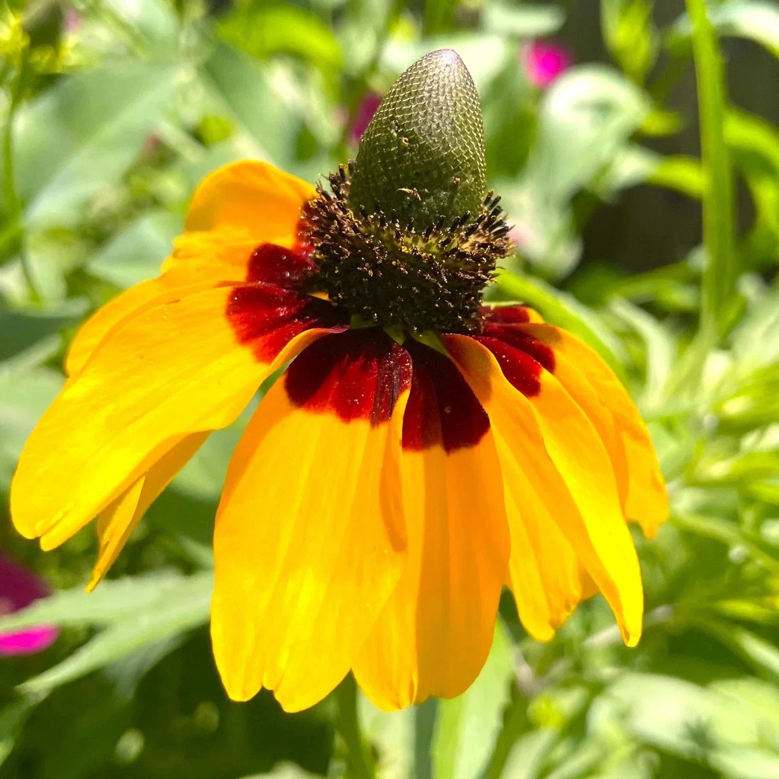 Clasping Coneflower Seeds - Yellow Dracopis Rudbeckia - Perennial Plant for Gardens & Pollinators, 2025 Planting