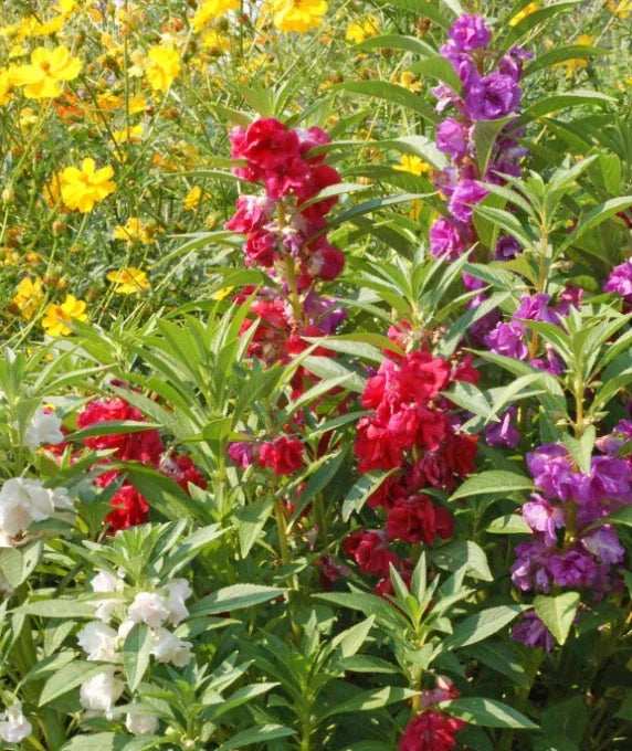 Balsam Impatiens Seeds - Double Flowered Mix - Non-GMO - Part Shade - 200 Seeds - Impatiens balsamina