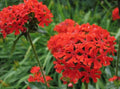 Maltese Cross Seeds - 200 Pack - Lychnis chalcedonica Bright Red & Orange Flowers for Garden, Borders, Wildflower Planting