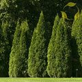 Oriental Arborvitae Seeds - Thuja Orientalis for Landscaping, Garden Decoration, Evergreen Privacy Screen, 10 Pack