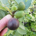 LSU Purple Fig Plant - Live Rooted Cutting, Self-Pollinating, Potted Ficus carica 'LSU Purple' for Zones 7-10