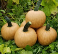 Hot Chocolate Pumpkin Seeds for Planting - Heirloom Cucurbita pepo, Dark Chocolate-Brown Pumpkins, 10 Seeds