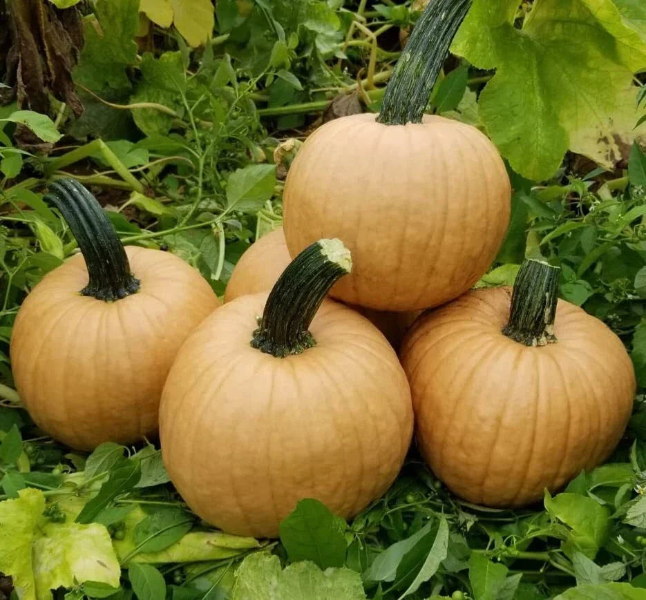 Hot Chocolate Pumpkin Seeds for Planting - Heirloom Cucurbita pepo, Dark Chocolate-Brown Pumpkins, 10 Seeds