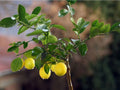 Organic Lemon Seeds - Citrus × limon for Growing Fruit Trees, Medicinal Plants, 10 Seeds