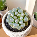 Rare Succulent Plant - 2.4" Haworthia Cooperi Ice Lantern Bare Root - Unique Indoor & Office Decor, Easy Care, Haworthia cooperi