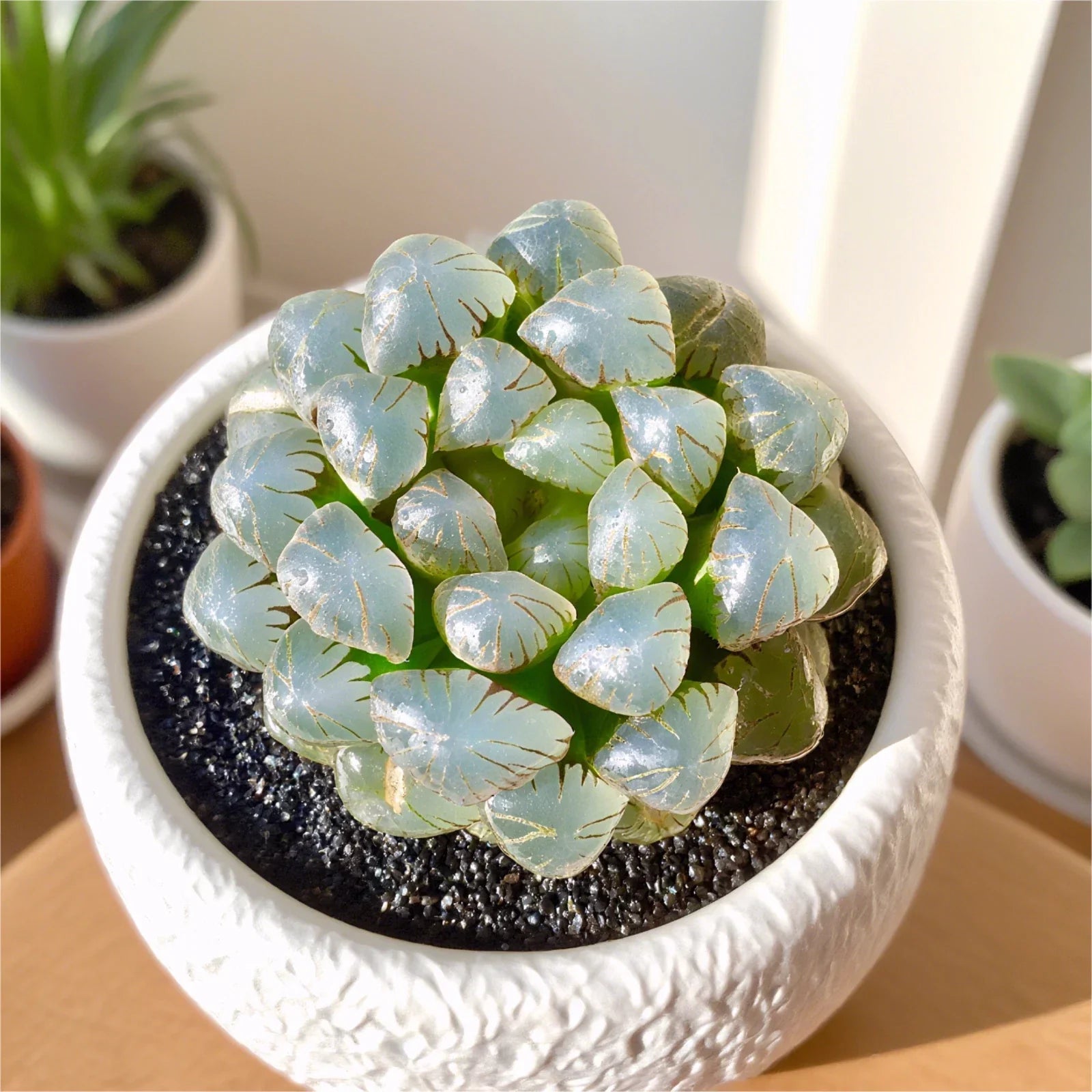 Rare Succulent Plant - 2.4" Haworthia Cooperi Ice Lantern Bare Root - Unique Indoor & Office Decor, Easy Care, Haworthia cooperi