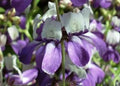 Chinese House Flower Seeds - 100 Purple Flower Seeds for Indoor & Outdoor Gardening - Vibrant Blooms - Easy to Grow