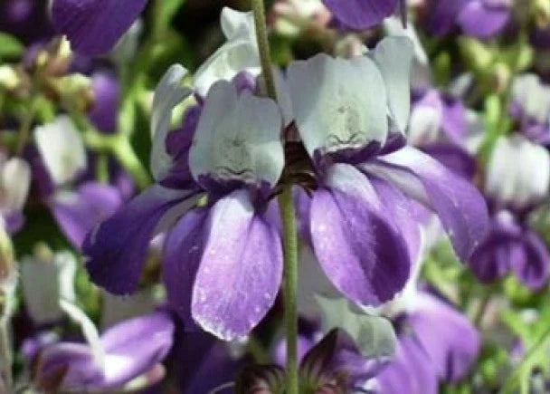 Chinese House Flower Seeds - 100 Purple Flower Seeds for Indoor & Outdoor Gardening - Vibrant Blooms - Easy to Grow