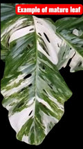 Monstera Lechleriana Albo Rooted Plant in 4" Pot – Variegated Houseplant, Rare Monstera adansonii Var.